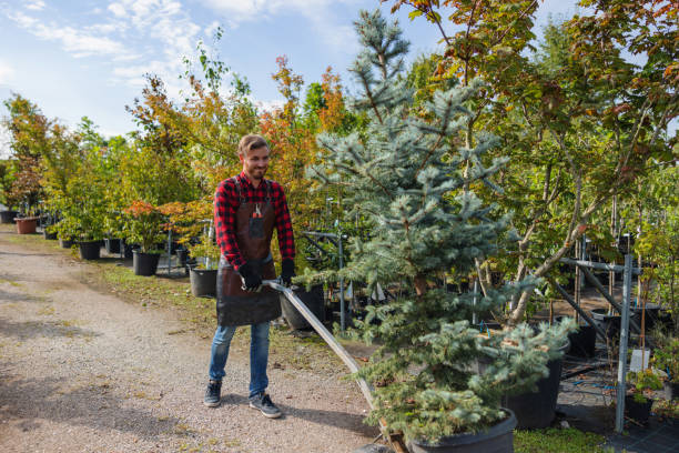 Professional Tree Removal and Landscaping Services in Ewa Gentry, HI